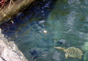 Turtles Swimming in a pool in Cuatro Ciénegas Coahuila Mexico