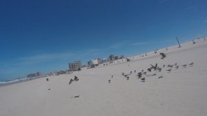 Sandy Beach Rocky Point Mexico