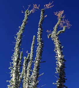Top of a boojum tree in Bahía de Los Ángeles, Baja